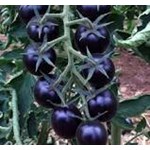 گوجه گیلاسی سیاه